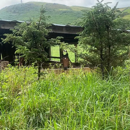 Log Village