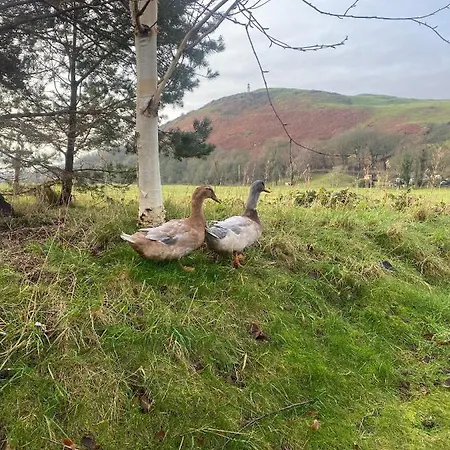 Log Village بيت خشبي